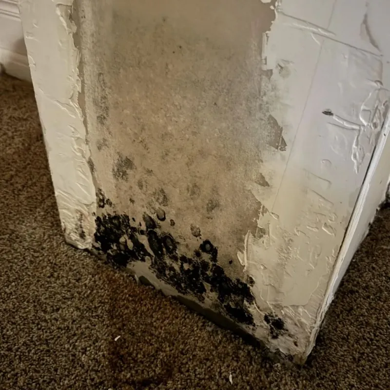 Professional Mold Removal in Fairview, NC